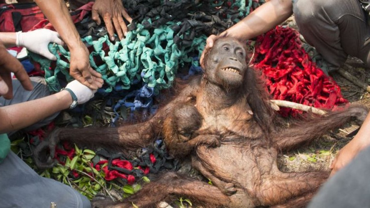 Eine Organisation rettet gerade noch eine Orang-Utan-Mutti und ihr Kleines.