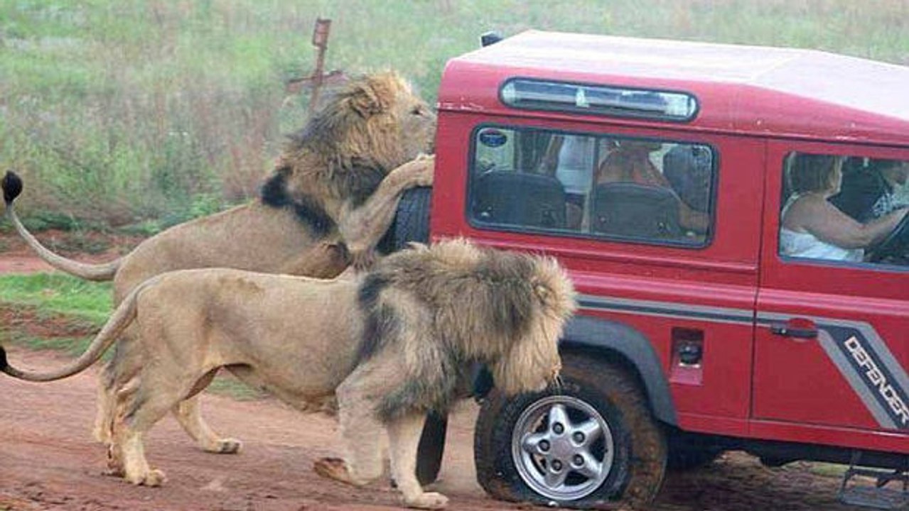 Tansania: Hungrige Löwen greifen Touristen an!