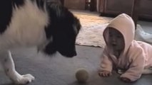 Eltern können nicht aufhören zu staunen, als sie den Hund mit ihrem Baby sehen