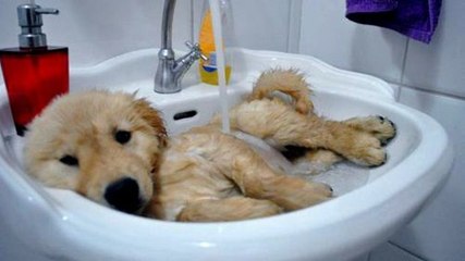 Video-Mix für Labrador-Liebhaber und solche, die es werden wollen!