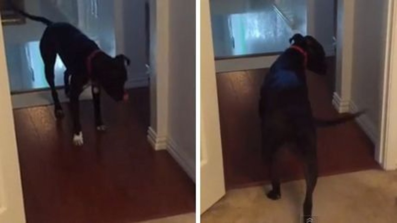 Dieser Hund hat große Angst, durch Türen zu gehen. Daher hat er die ideale Lösung gefunden.