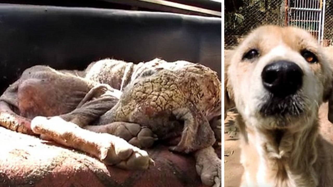 Diese Hündin war schwer krank und ihre Haut sah aus wie Stein.