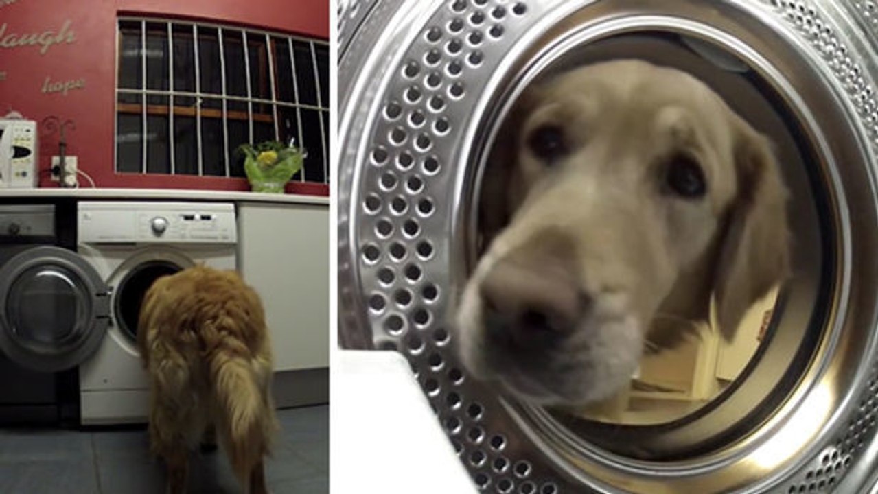 Dieser Hund rettet sein Kuscheltier aus der Waschmaschine.
