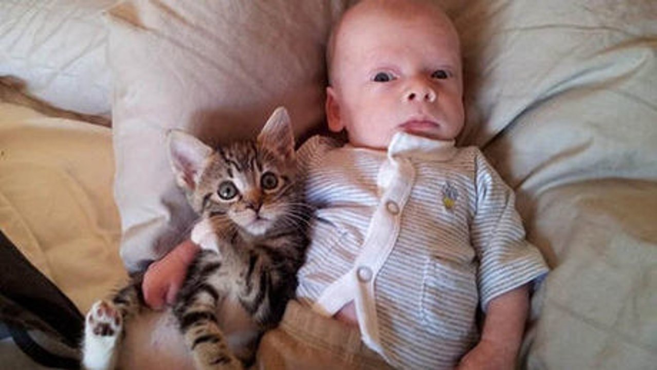 Diese Katze hat wirklich eine große Geduld. Sie werden es nicht glauben können.