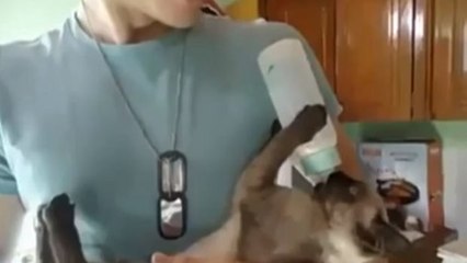 Diese Katze benimmt sich wie ein Menschenbaby. Was für ein süßes Video!