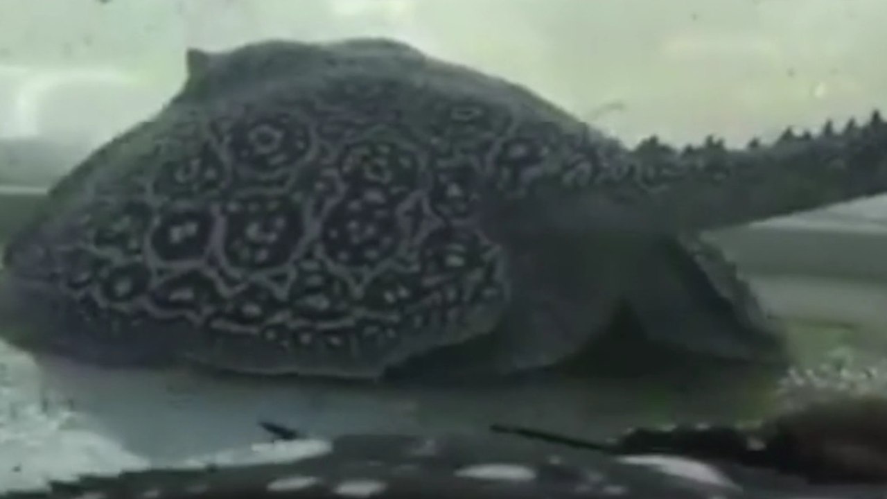 Fünf Rochenbabys erblicken vor unseren Augen das Licht der Welt... Ein einzigartiger Moment!