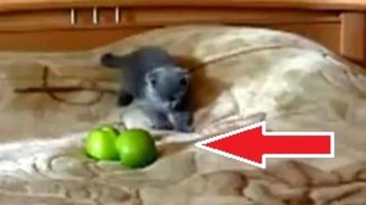 Diese kleine Katze mag keine Äpfel und sie macht dies deutlich.