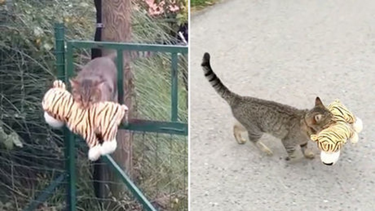 Diese Katze stiehlt Kuscheltiere.