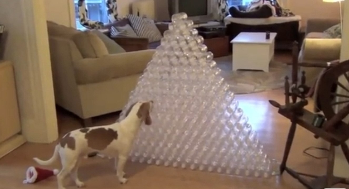 Dieser Hund bekam ein unglaubliches Weihnachtsgeschenk. Und er beschloss sofort, damit zu spielen!