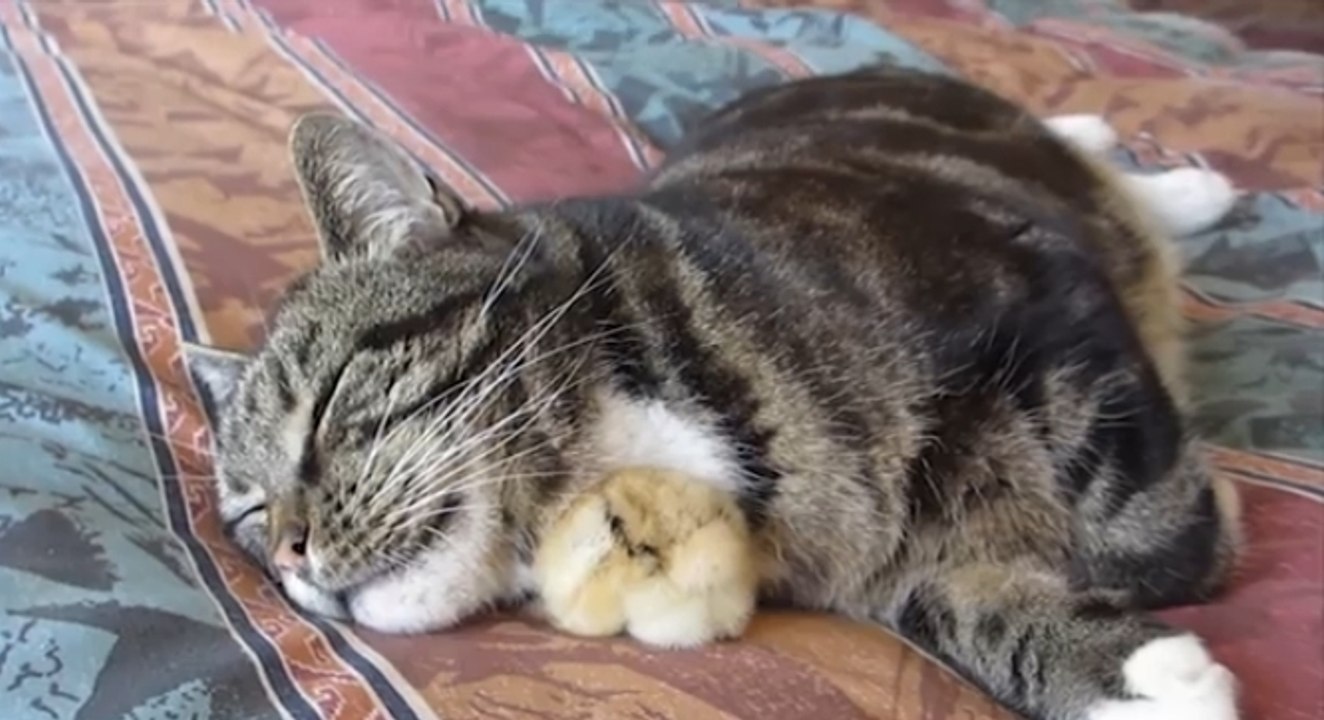 Dieses Küken hat den perfekten Platz gefunden, um sein Nickerchen zu machen. Zum Dahinschmelzen.