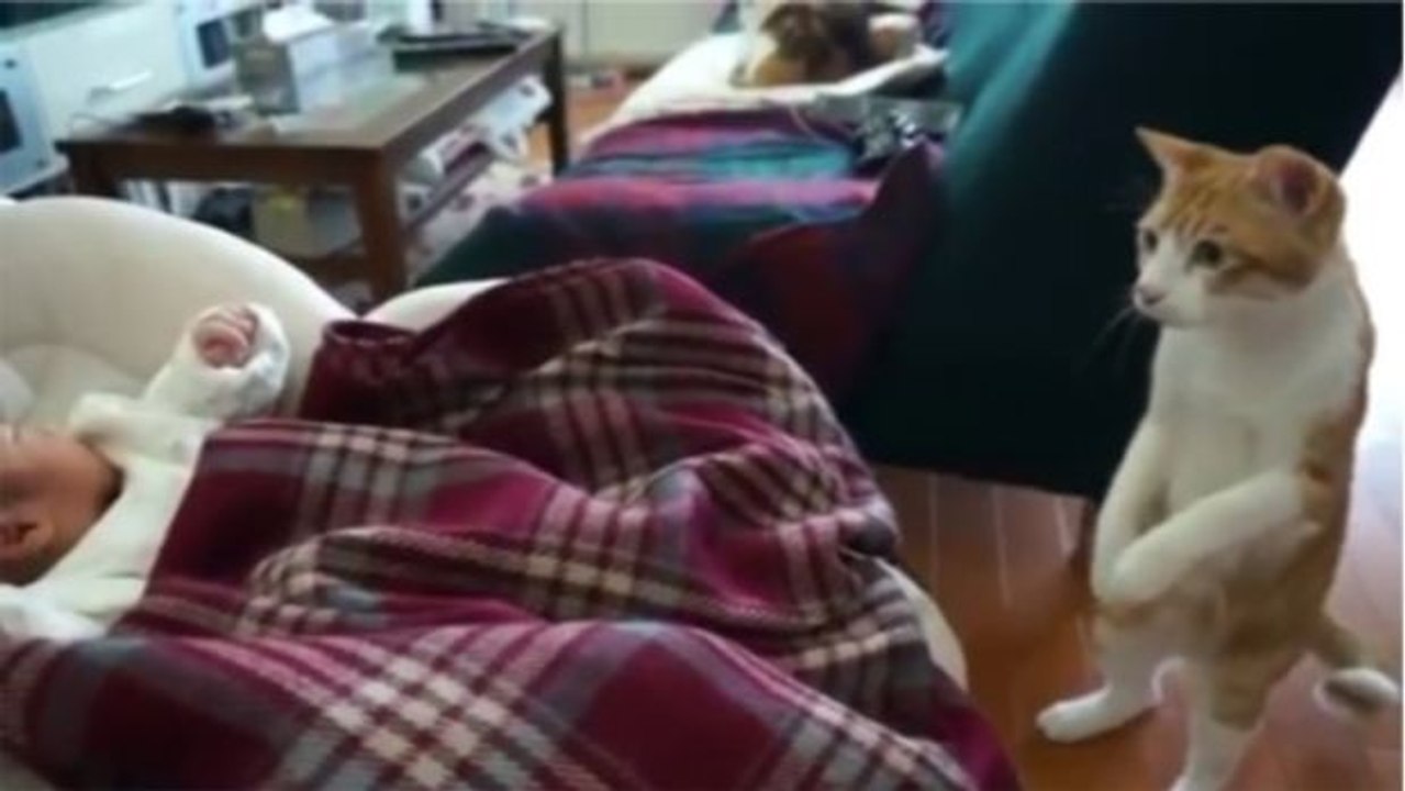 Was das Baby macht, bringt diese Katze vollkommen aus der Fassung