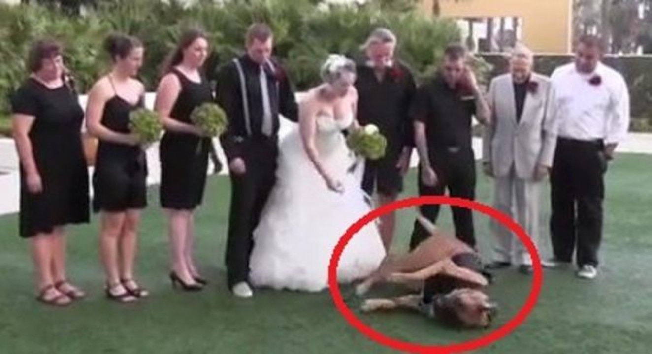 Dieser hund ruiniert die hochzeitsaufnahmen