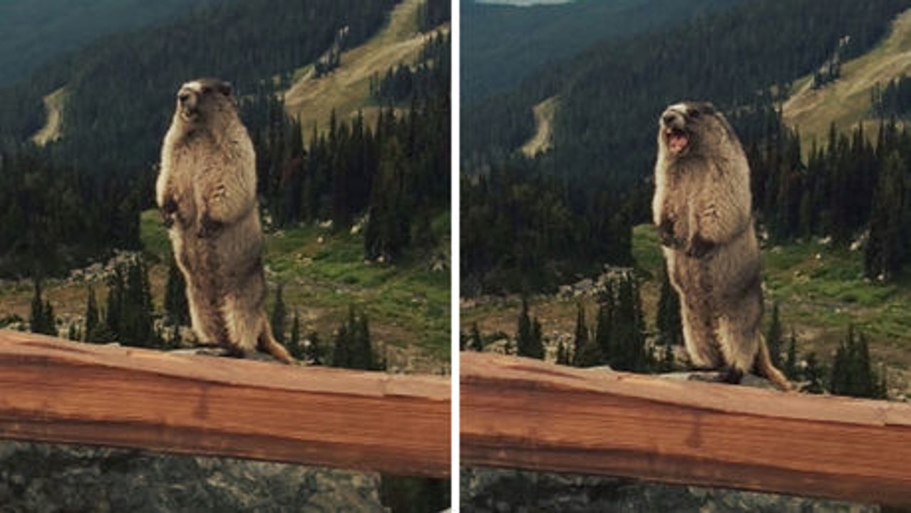 So hört sich der Schrei eines Murmeltiers an. Achtung, Sie werden überrascht sein!