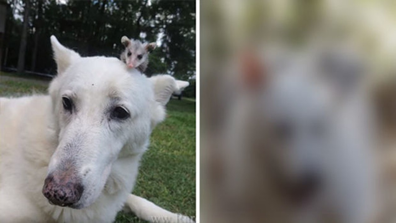 Das Opossum Poncho und seine Hundemutter auf Streifzug.