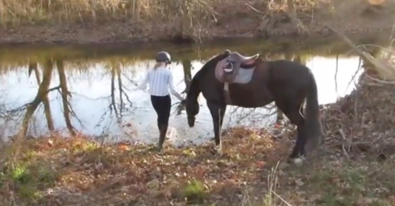 Scheues Pferd: Als es endlich ins Wasser geht, sorgt es für große Lacher (Video)