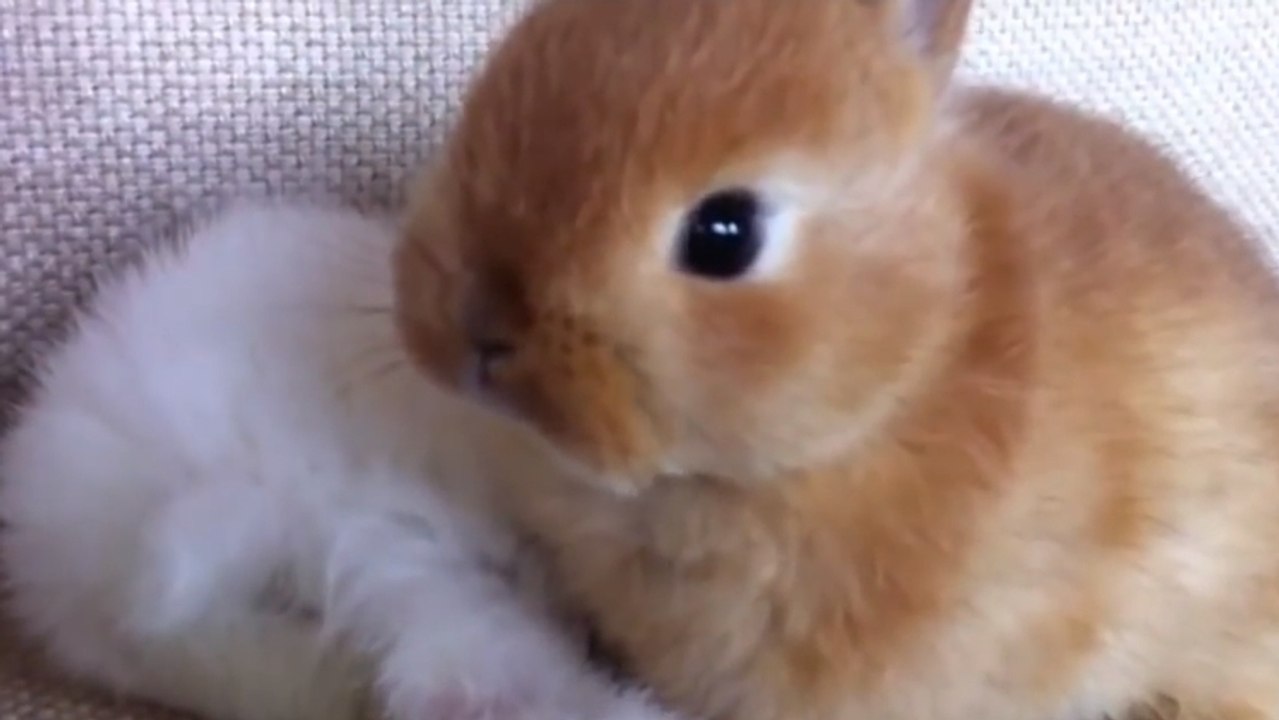 Die niedlichsten Kaninchen