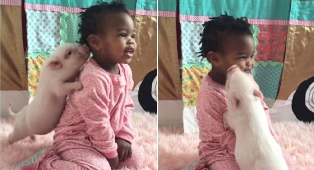 Einfach herzig, wie dieses Ferkelchen die Aufmerksamkeit seiner kleinen Spielgefährtin sucht!