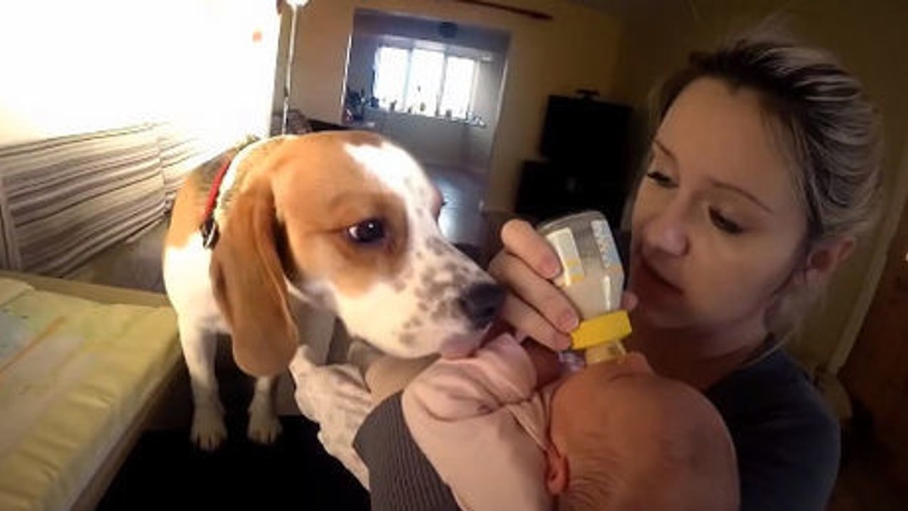 Unnötig einem Hund zu sagen, wie er ein Kind lieben soll.