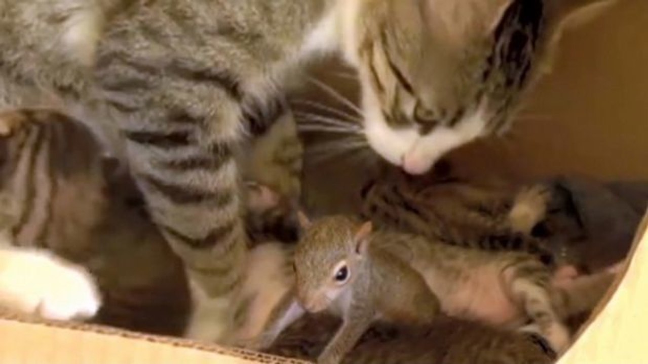 Dieses kleine Eichhörnchen hat bei seiner Katzenmutter das Schnurren gelernt.