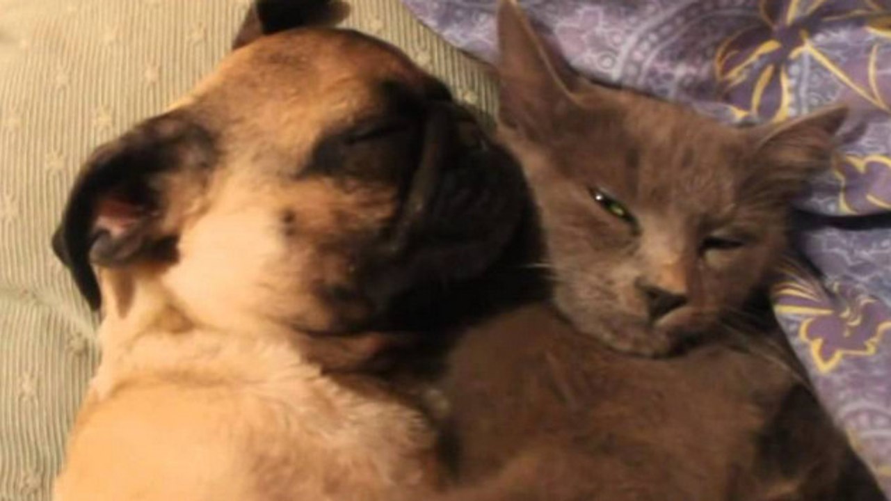Dieser Hund schnarcht gelassen und entspannt an eine Katze gekuschelt.