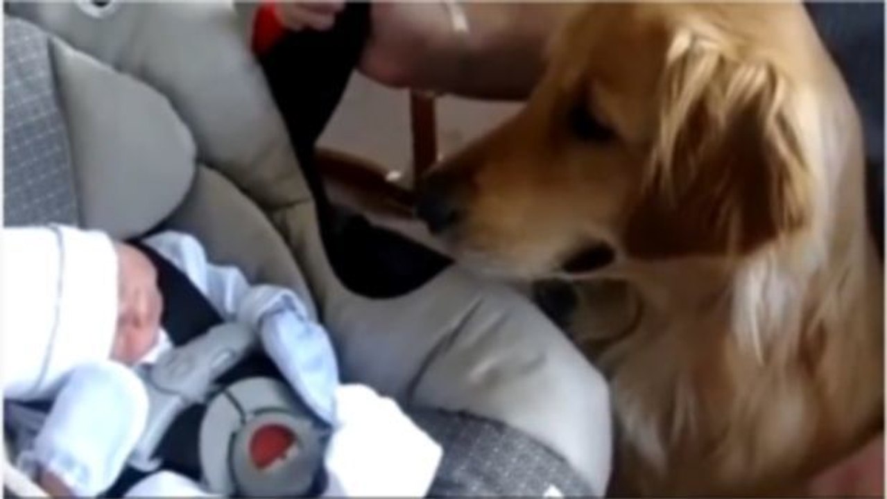 Erste Begegnung eines Golden Retrievers mit einem Baby.
