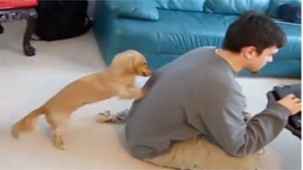 Dieser Hund versucht alles, um die Aufmerksamkeit seines Herrchens zu erhalten!