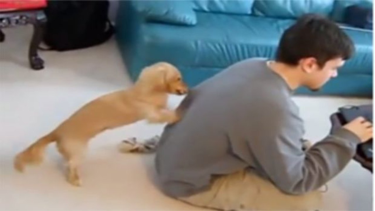 Dieser Hund versucht alles, um die Aufmerksamkeit seines Herrchens zu erhalten!