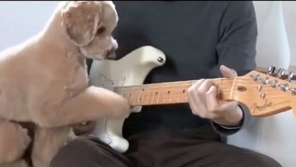 Télécharger la video: Dieser Hund spielt Gitarre mit seinem Herrchen... einfach gekonnt!