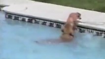 Unglaublich sorgsame Hundemutter rettet Welpen aus dem Pool.