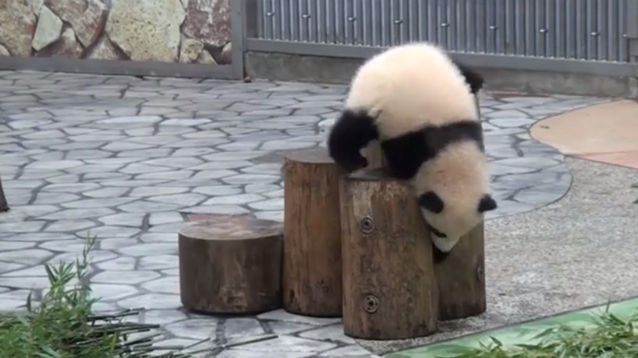 Diese Panda-Bärchen sind wahre Purzelbaumspezialisten...