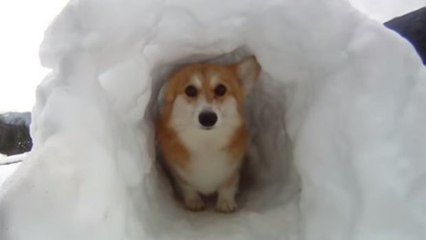 Dieser Mann hat seinem Hund ein Iglu gebaut