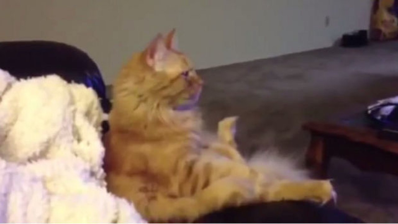 Ein Fernsehzuschauer wie kein anderer! Diese Katze sieht fern!