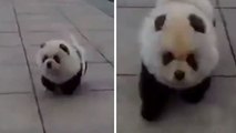 Dieser Hund sieht aus wie ein kleiner Panda. Ein kuscheliges Kerlchen!