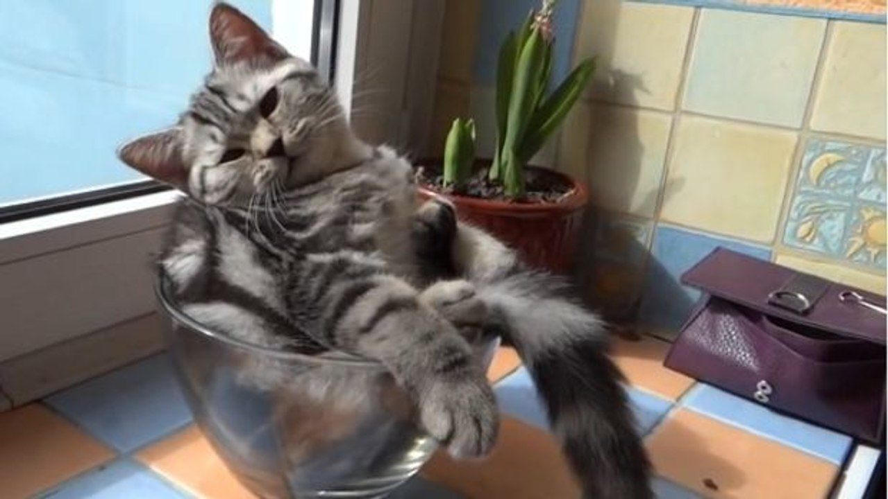 Die coolste Katze der Welt!