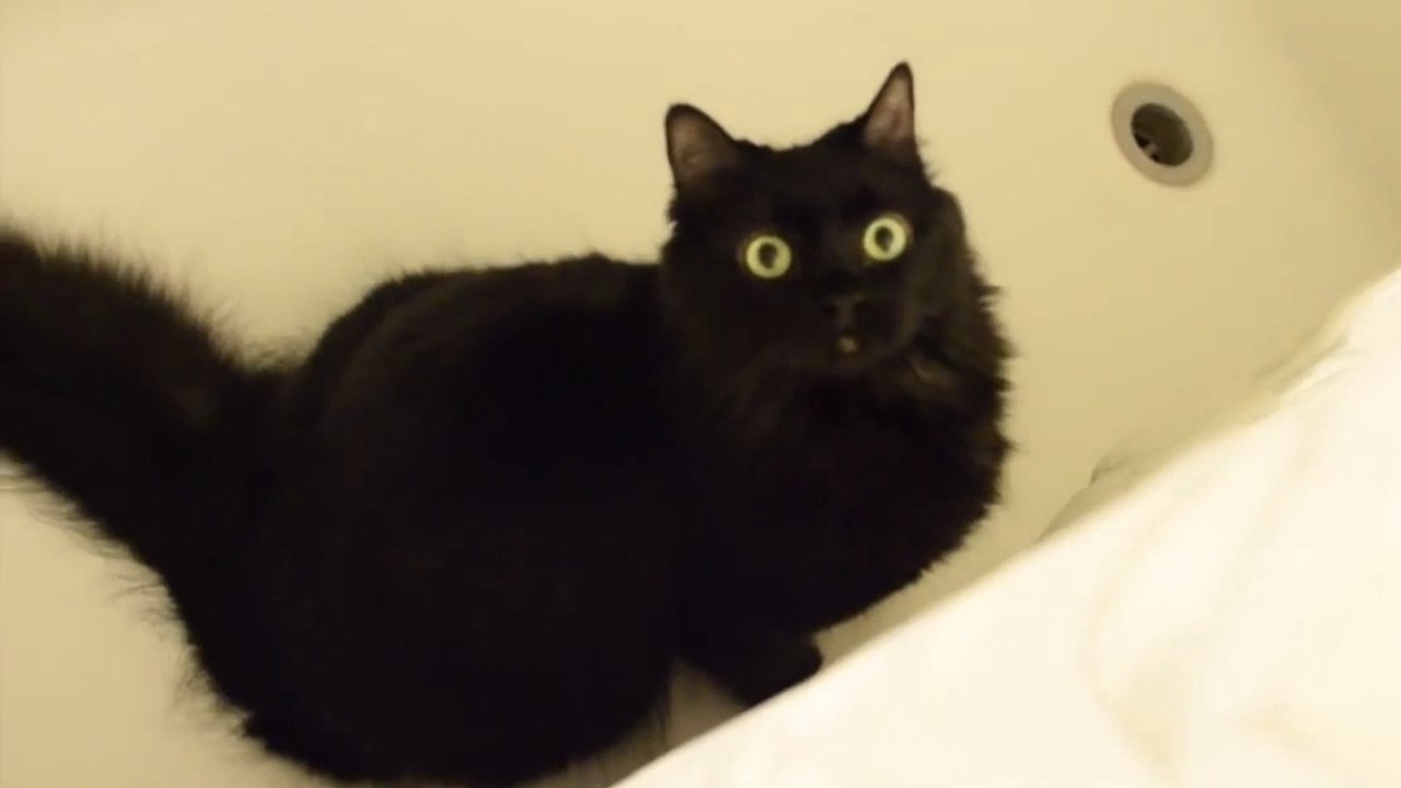 Mörderische Katzenliebe: So versucht deine Katze dich umzubringen