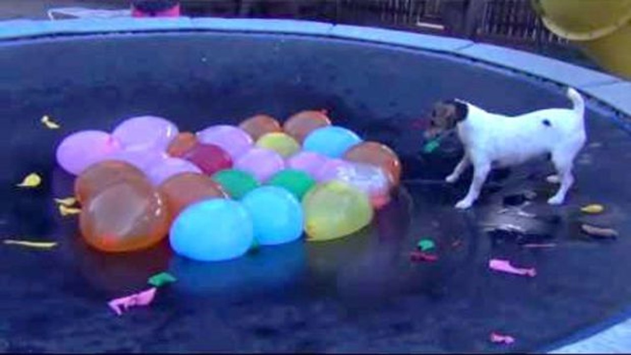 Dieser Hund hat ein geniales Geburtstagsgeschenk bekommen