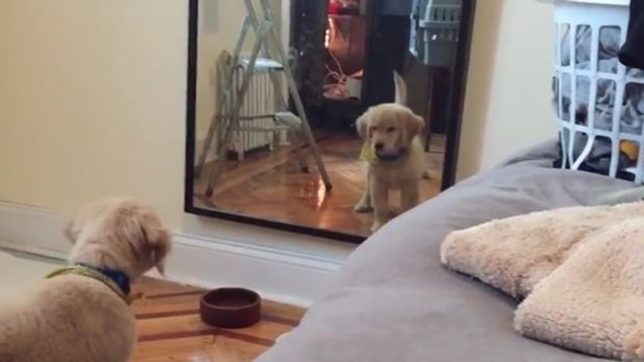 Dieser herzallerliebste Welpe hält sein Spiegelbild für einen anderen Hund
