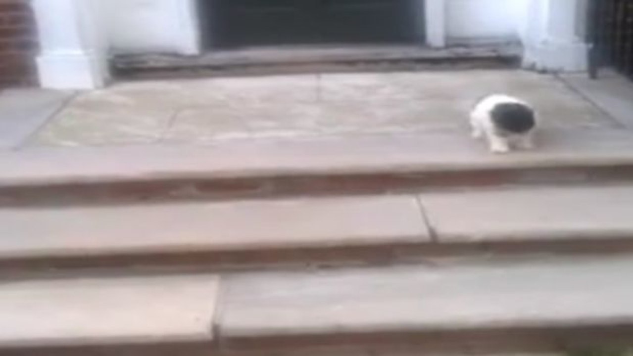 Dieser Welpe hat Angst vor der Treppe... Also findet er eine andere Lösung hinunter zu kommen!
