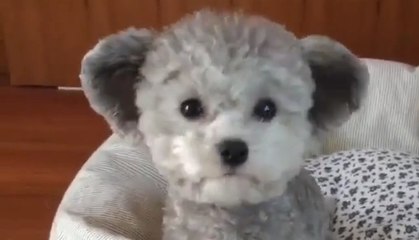 Dieses Hündchen sieht aus wie ein Stoffbärchen