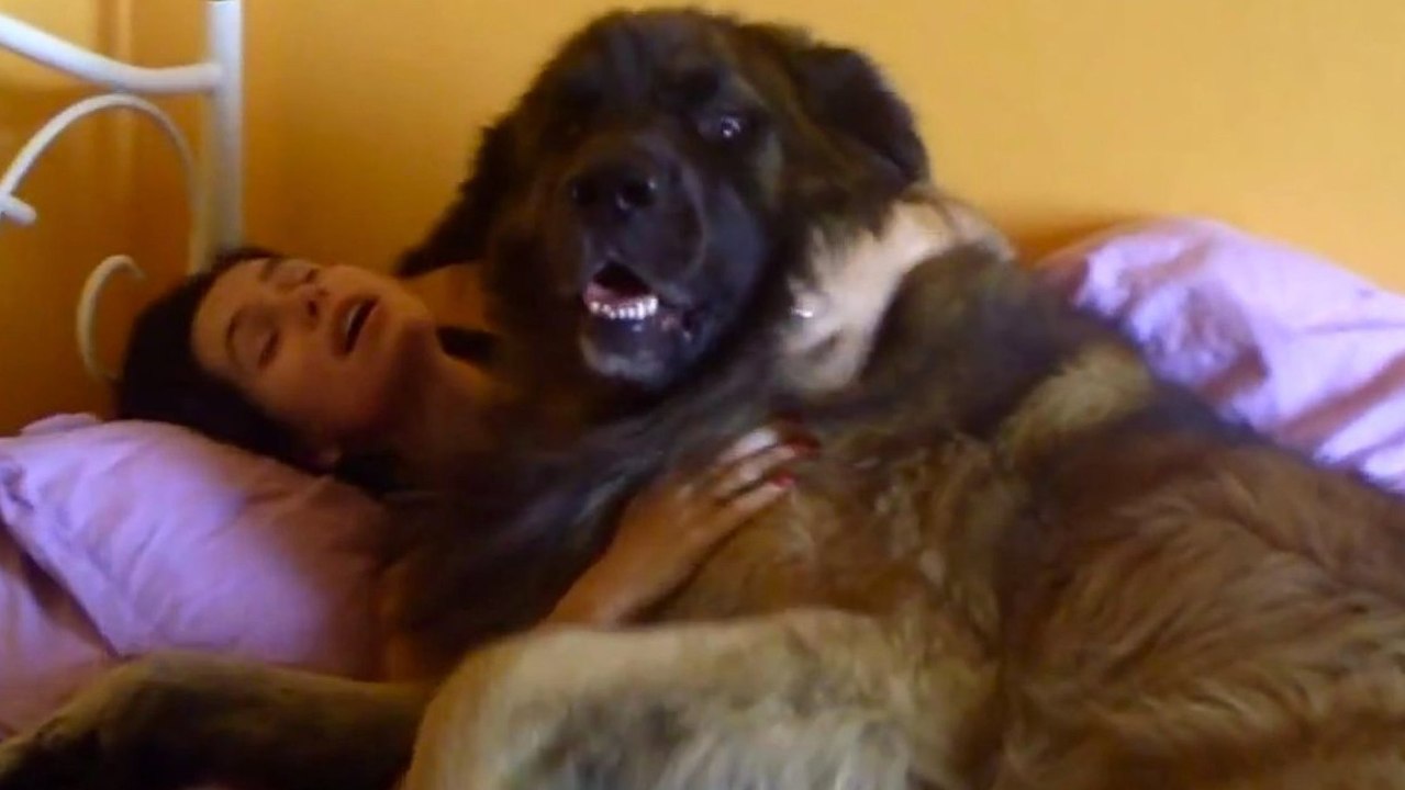 Hunde sind die besten Wecker!