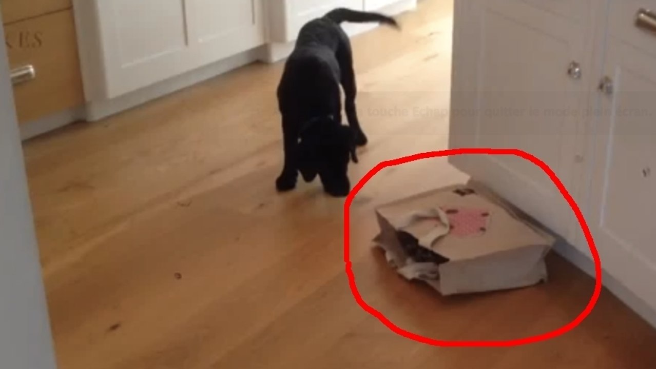 Dieser Hund will wissen, was in der Tüte ist... und hat die Angst seines Lebens!