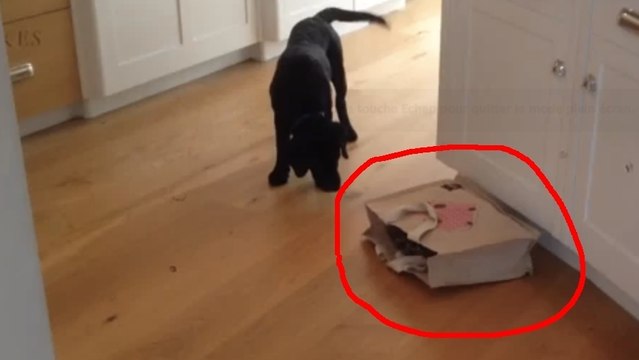 Dieser Hund will wissen, was in der Tüte ist... und hat die Angst seines Lebens!