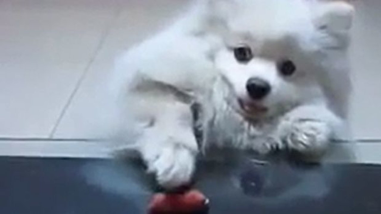 Dieser Hund versucht alles, um an ein Würstchen zu kommen!