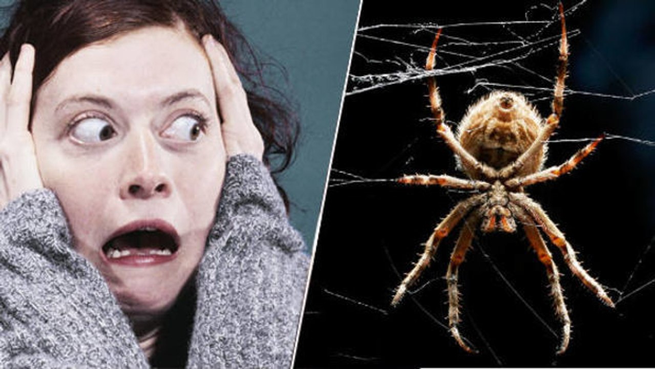 Wie Sie Ihre Angst vor Spinnen in nur zwei Minuten loswerden.
