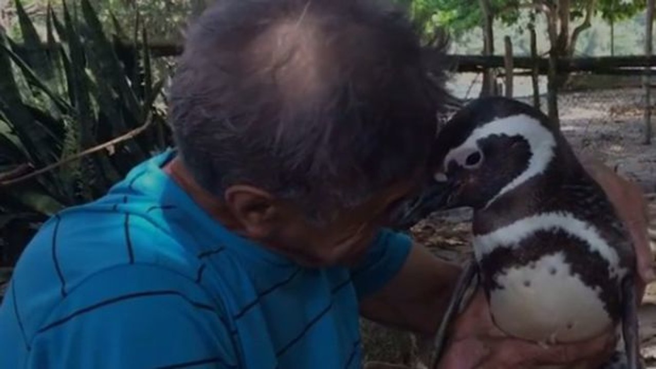 Der Pinguin Jinjing weicht dem Mann, der ihm das Leben gerettet hat, nicht mehr von der Seite.