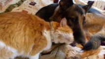 Welch ein Wiedersehen von Hund und Katze, nachdem die Katze 12 Tage lang verloren war!