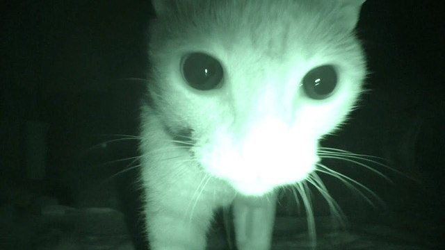 „Purranormal Cativity“: Was Katzen eigentlich wirklich in der Nacht tun