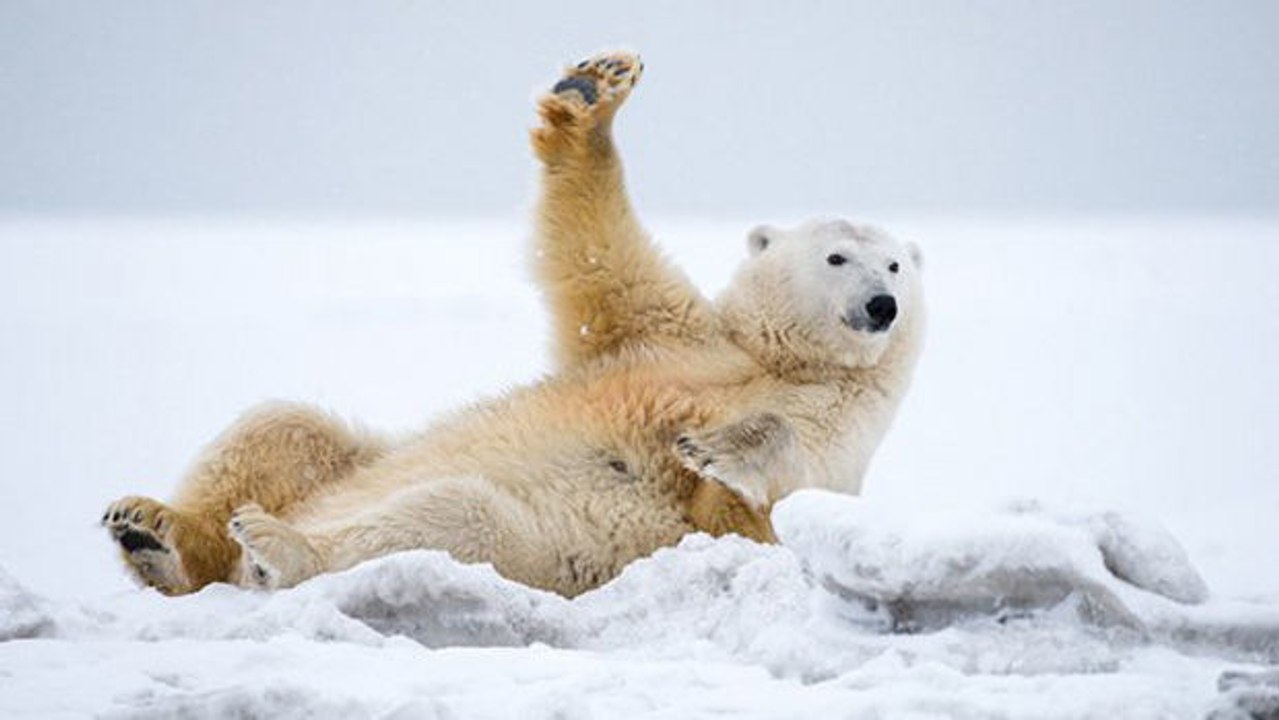 Dieser Eisbär liebt den Schnee und hat die Absicht, davon zu profitieren.