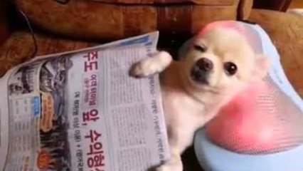 Dieser Hund bekommt eine Kopfmassage und ist sehr relaxed und glücklich dabei!