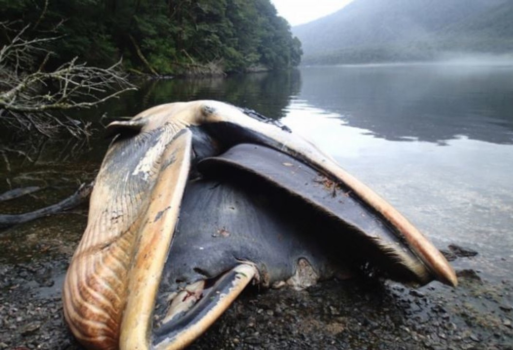 Mehr als 300 gestrandete Wale wurden tot aufgefunden